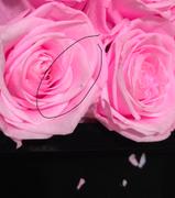 Rose Forever   Review
